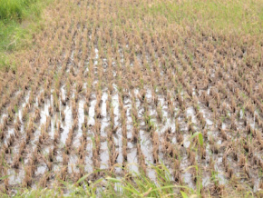 Vers un meilleur rendement pour la riziculture togolaise