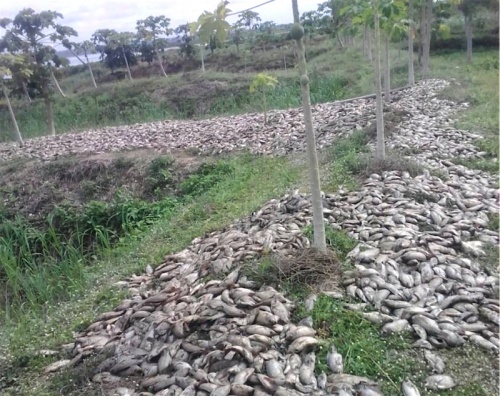 Togo : le gouvernement lance une alerte aux poissons probablement empoisonnés et appelle la population à la vigilance