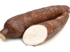 Développement de la filière manioc : une délégation de l’IITA venue préparer le Togo à un appui technique