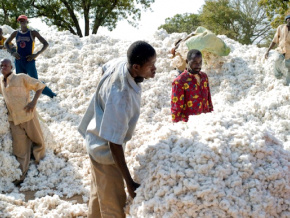 Togo : ces progrès agricoles de la décennie