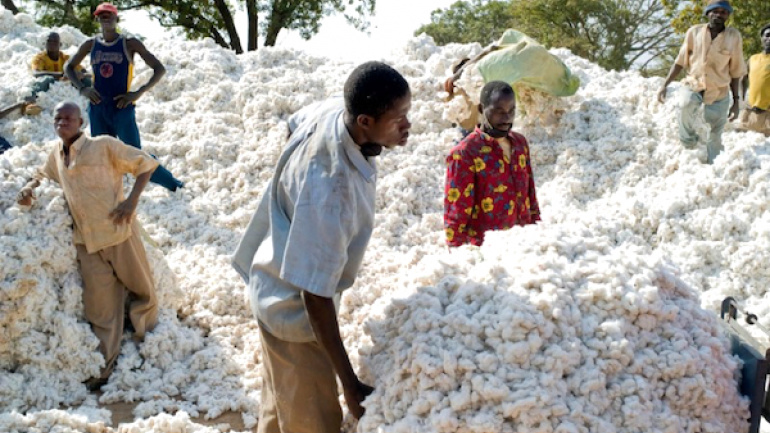 Togo : ces progrès agricoles de la décennie