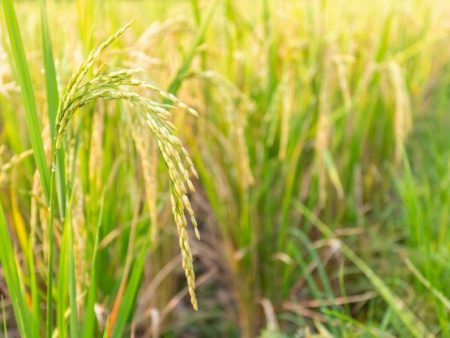 Filière rizicole : l’ITRA scelle un partenariat avec l’Académie d&#039;agriculture tropicale de Chine