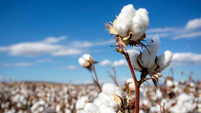 coup-d-envoi-de-la-campagne-de-commercialisation-du-coton-graine