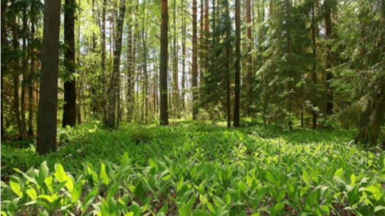 agrements-permis-certificats-le-togo-renforce-les-conditions-de-l-exploitation-forestiere