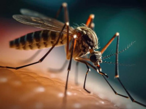Epidémies de Dengue et de Chikungunya : le niveau d’alerte relevé, le ministère de la santé invite à la vigilance