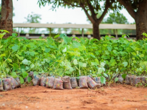 Reboisement : 5 millions d’arbres plantés en 2022, 14 millions envisagés en 2023