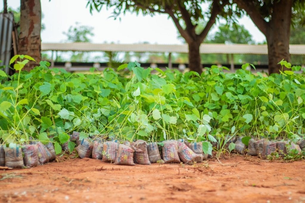 Reboisement : 5 millions d’arbres plantés en 2022, 14 millions envisagés en 2023