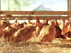Un nouveau plan de lutte contre la grippe aviaire opérationnel