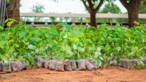 Reboisement : 2 millions de plants à mettre en terre le 1er juin