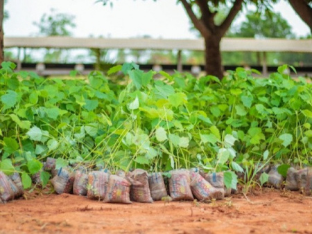 Reboisement : 2 millions de plants à mettre en terre le 1er juin
