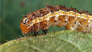 Des entomologistes et étudiants africains réfléchissent à Lomé sur l’éradication de la chenille légionnaire, prédatrice de cultures en Afrique