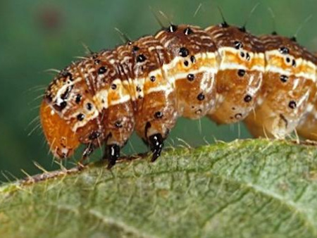 Des entomologistes et étudiants africains réfléchissent à Lomé sur l’éradication de la chenille légionnaire, prédatrice de cultures en Afrique