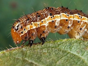 Des entomologistes et étudiants africains réfléchissent à Lomé sur l’éradication de la chenille légionnaire, prédatrice de cultures en Afrique