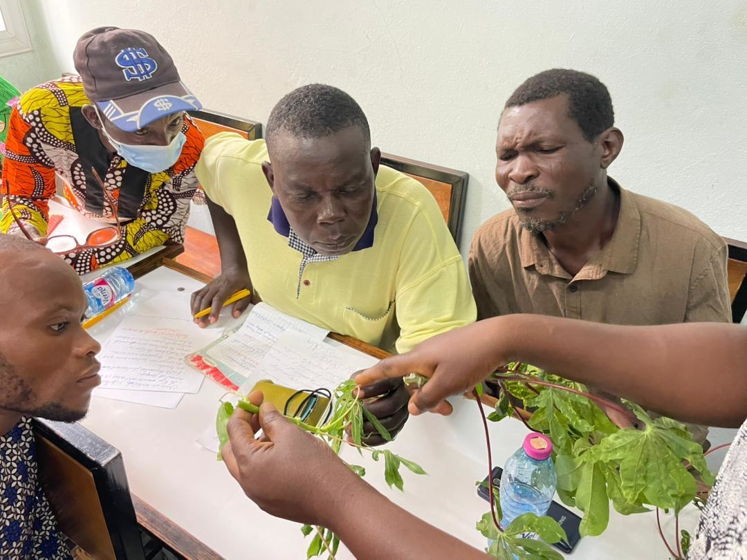 filieres-tubercules-vers-une-meilleure-production-du-manioc