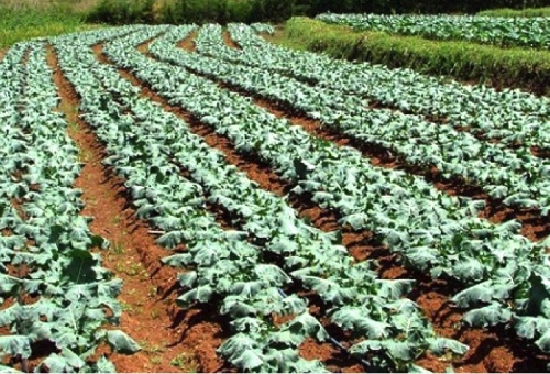 Le Togo et quatre pays d’Afrique de l’Ouest bénéficient de 8 millions d’euros pour une transition agro écologique