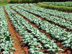 Le Togo et quatre pays d’Afrique de l’Ouest bénéficient de 8 millions d’euros pour une transition agro écologique