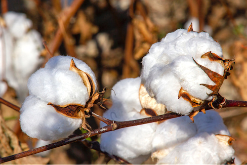 Coton : Olam investira 4,6 milliards FCFA pour porter la production à 135 000 tonnes en 2022