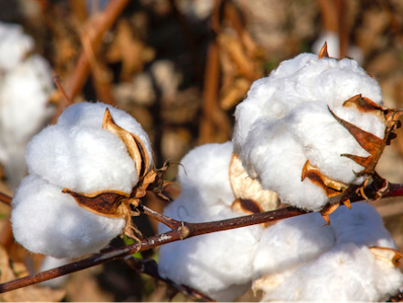 Coton : Olam investira 4,6 milliards FCFA pour porter la production à 135 000 tonnes en 2022