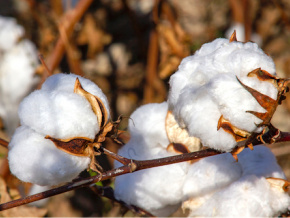 Coton : Olam investira 4,6 milliards FCFA pour porter la production à 135 000 tonnes en 2022