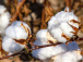 Coton : Olam investira 4,6 milliards FCFA pour porter la production à 135 000 tonnes en 2022