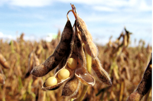 Le Togo maintient son leadership en exportation de produits bio vers l&rsquo;UE