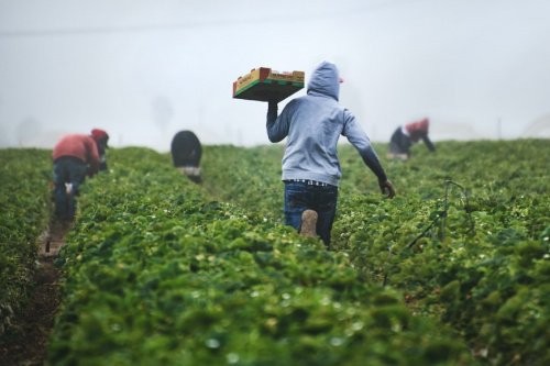Agriculture : l’ITRA lance des formations thématiques pour les jeunes