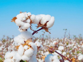 Coton : le rebond se confirme, 70.000 tonnes récoltés en 2023-2024