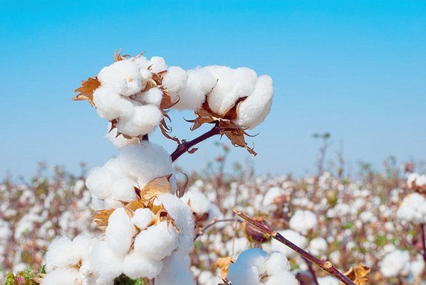 Coton : le rebond se confirme, 70.000 tonnes récoltés en 2023-2024