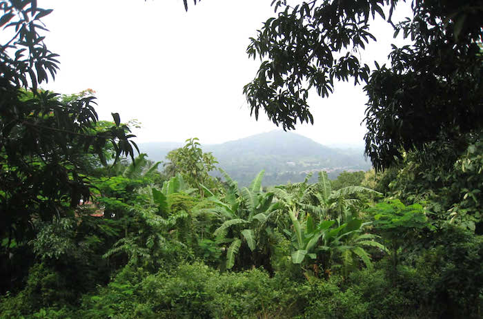 A Lomé, les acteurs du secteur de l’environnement évaluent la version 1 de la Stratégie REDD+