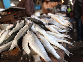 Hausse de la pêche artisanale au Port de Lomé en 2021