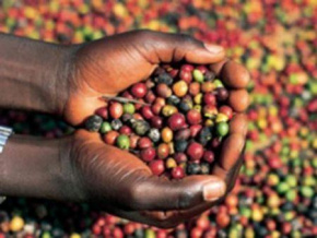 Côte d&#039;Ivoire : la campagne caféière 2018/2019 sera lancée le 24 décembre prochain