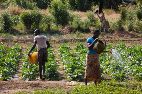 Engrais : la Banque mondiale et l’OCP scellent un partenariat en faveur du Togo et trois autres pays