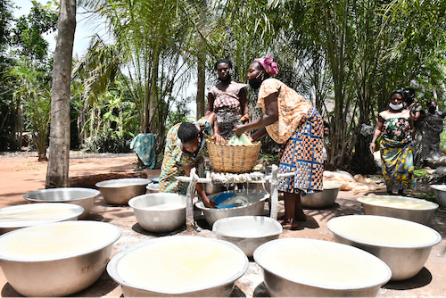 Le Pnud investira 50 millions FCFA pour la transformation du manioc dans les Lacs