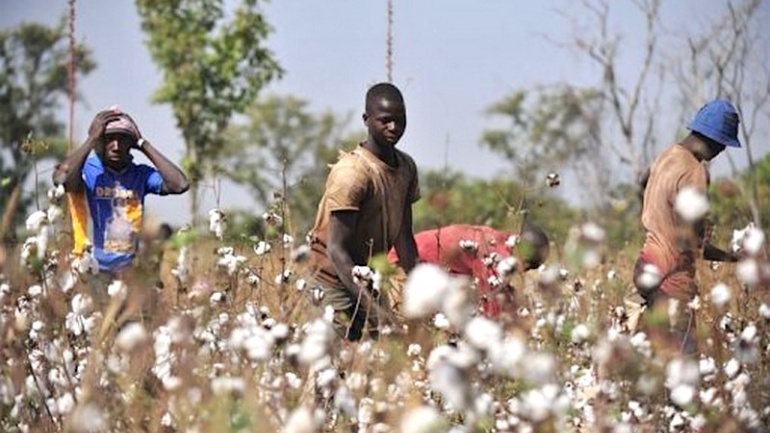 L’INAM pose les bases d’une assurance maladie en faveur des producteurs de coton