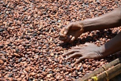 Côte d’Ivoire : les Etats-Unis financent à hauteur de 14 millions $ un projet visant à renforcer les capacités des producteurs de cacao