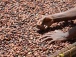 cote-d-ivoire-les-etats-unis-financent-a-hauteur-de-14-millions-un-projet-visant-a-renforcer-les-capacites-des-producteurs-de-cacao