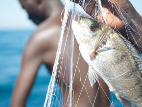 Pêche artisanale : 6,6 millions kg de poissons capturés en 2022, en hausse de 50%