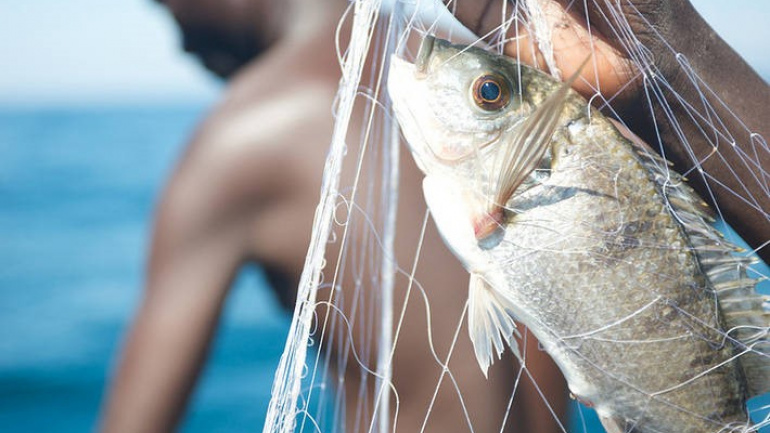 peche-artisanale-6-6-millions-kg-de-poissons-captures-en-2022-en-hausse-de-50