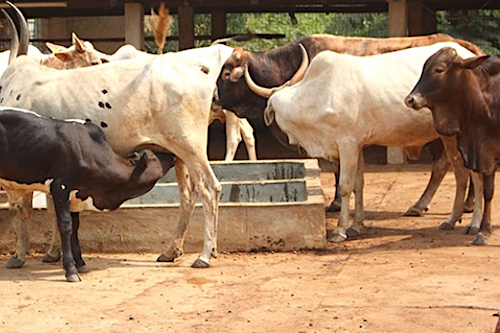 10 sites de production bovine identifiés et bientôt aménagés