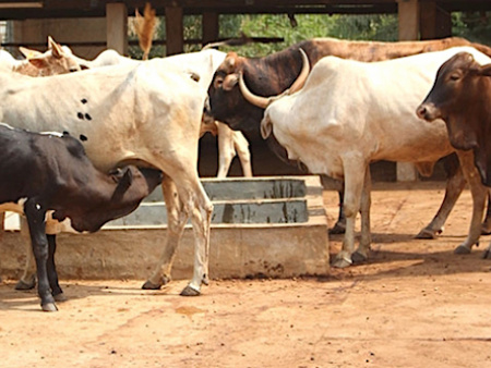 10 sites de production bovine identifiés et bientôt aménagés
