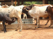 10 sites de production bovine identifiés et bientôt aménagés