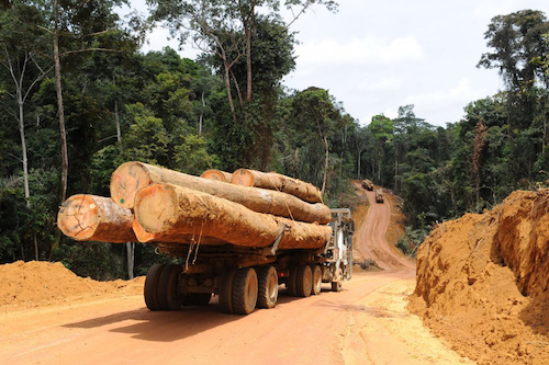 Le Togo interdit l’exportation de bois de sciage brut ou semi-brut