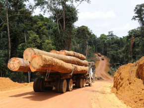 Le Togo interdit l’exportation de bois de sciage brut ou semi-brut