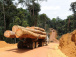 Le Togo interdit l’exportation de bois de sciage brut ou semi-brut