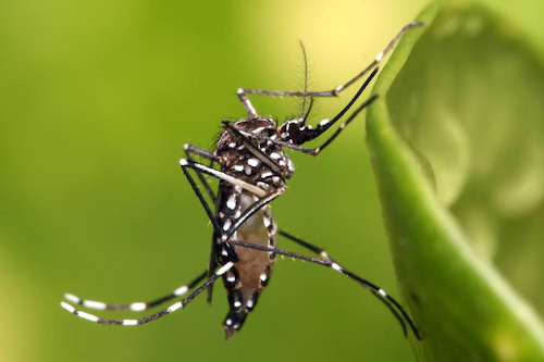 Maladies tropicales négligées : le Togo veut faire plus