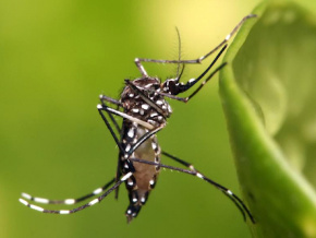 Maladies tropicales négligées : le Togo veut faire plus