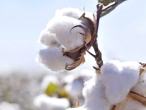 Les cotonculteurs recevront un complément de 35 FCFA sur chaque kilo de coton-graine vendu lors de la campagne écoulée