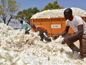 Les exportations agricoles ont généré 110 milliards FCFA de recettes en 2019