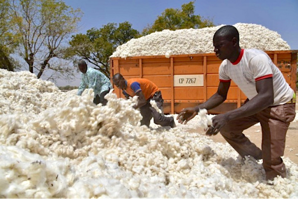 Les exportations agricoles ont généré 110 milliards FCFA de recettes en 2019