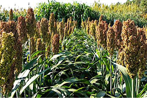 300 000 tonnes de sorgho produites pour la campagne agricole 2020-2021